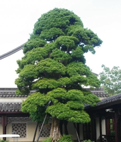 石榴树寓意什么风水