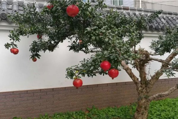 石榴树寓意什么风水
