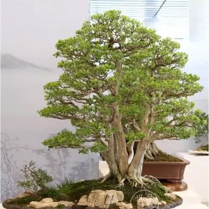 珍珠梅盆景叶子发黄掉落是怎么回事 关于珍珠梅叶子全干枯补救方法