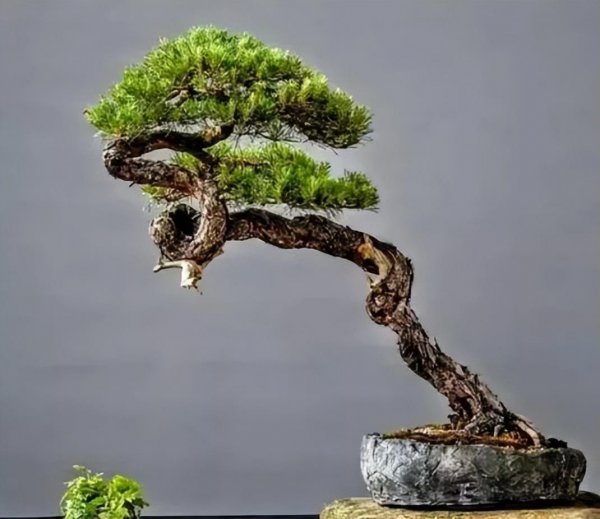 珍珠梅盆景叶子发黄掉落是怎么回事