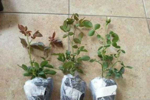 月季换盆时间和方法