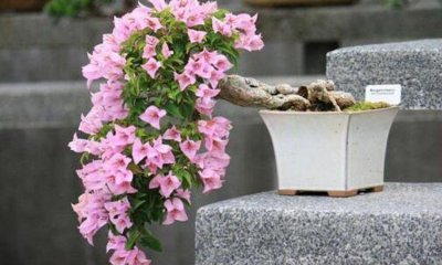 三角梅花期如何浇水施肥最好 关于三角梅施肥的正确方法