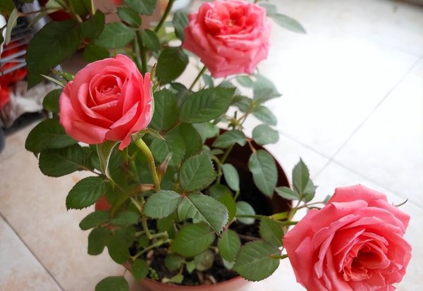 月季花一年开几次花