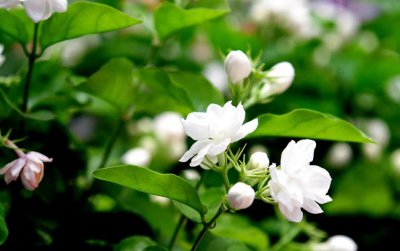 茉莉花适合在室内养吗 关于茉莉花秋天修剪过冬方法