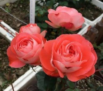 卡特琳娜月季优点介绍 公认最好月季排名