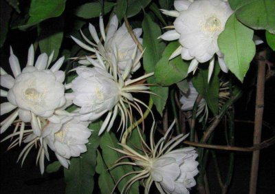 昙花为什么在晚上开花的原因 关于昙花的花语和象征意义