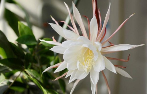 昙花为什么在晚上开花的原因