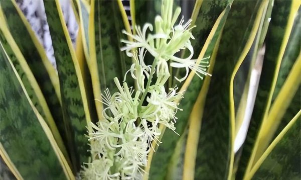 虎皮兰开花的寓意和象征风水