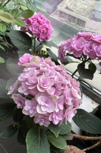 绣球花蔫了耷拉了急救 介绍绣球花缺水的表现