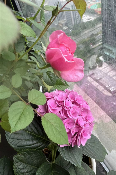绣球花蔫了耷拉了急救
