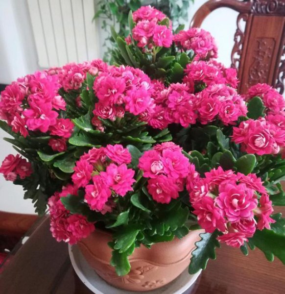 寓意好的花有哪些品种
