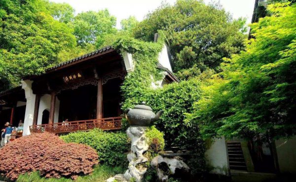 风水上为什么不能养藤蔓植物的原因