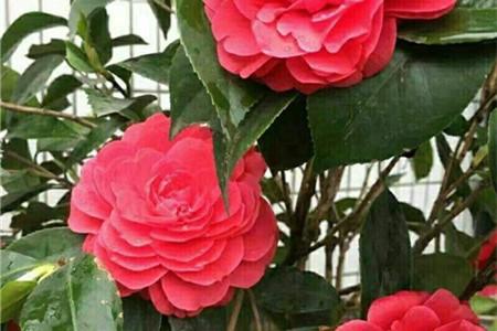 茶花什么时候开花季节