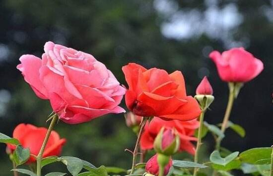 玫瑰花的花期是什么