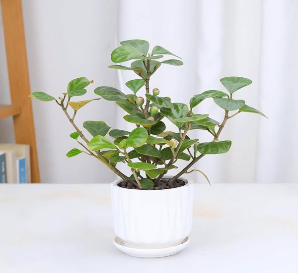 小盼菩提树怎么养才长得好