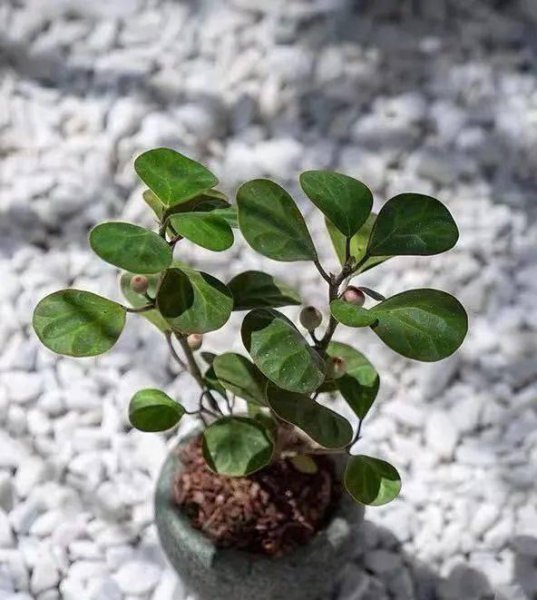 小盼菩提树怎么养才长得好