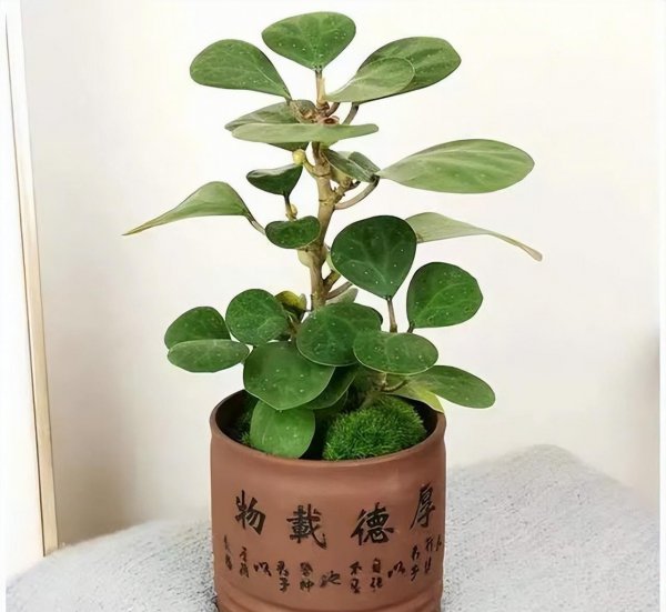 小盼菩提树怎么养才长得好