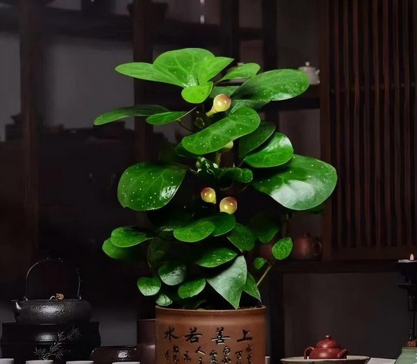 小盼菩提树怎么养才长得好