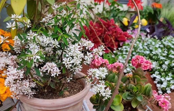 红糖水浇花有什么好处怎么做