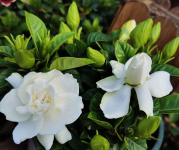 冬天栀子花好养活吗 关于栀子花正确浇水方法