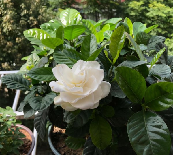 冬天栀子花好养活吗