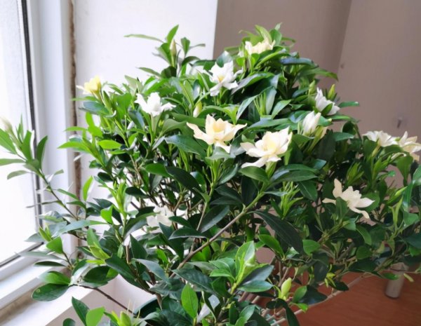 冬天栀子花好养活吗