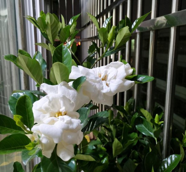 冬天栀子花好养活吗