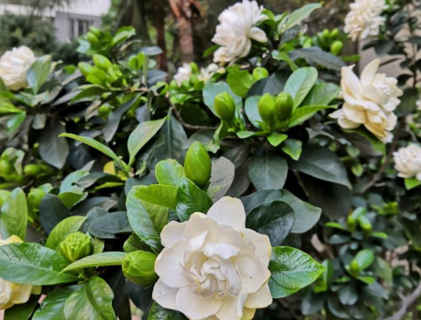 冬天栀子花好养活吗