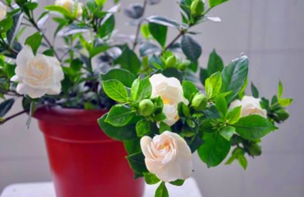 冬天栀子花好养活吗