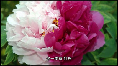 风水上牡丹栽在院子什么位置 一进门见到的植物好