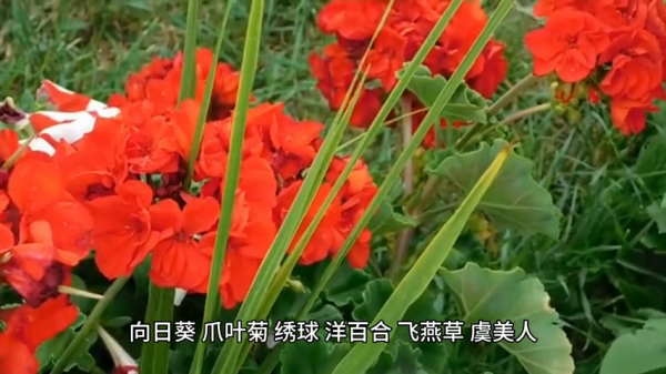 风水上牡丹栽在院子什么位置