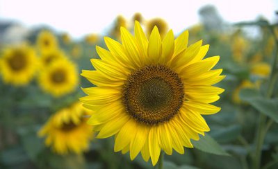 太阳花的花语是什么意思 关于太阳花浇水的正确方法