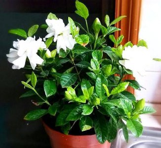 栀子花怎么扦插生根 了解栀子花打花苞后的养护方法