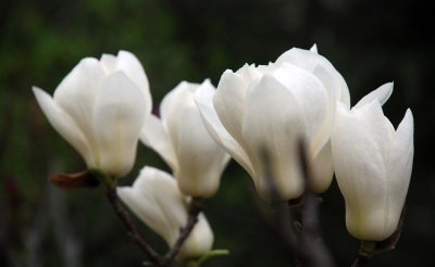 玉兰花一年开几次花 一年三季开花的玉兰品种