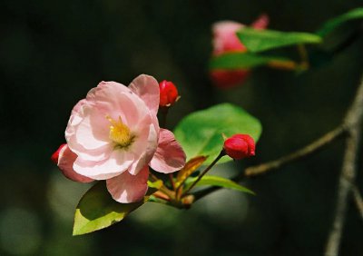 喜阴耐寒的室外植物花卉有哪些 冬季最耐寒的室内盆栽推荐