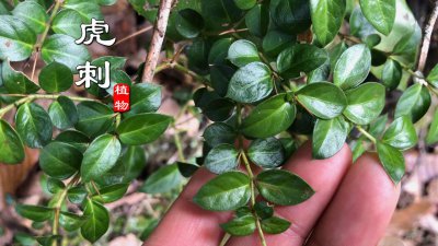 虎刺梅的养殖方法和注意事项 大花虎刺梅的扦插技巧