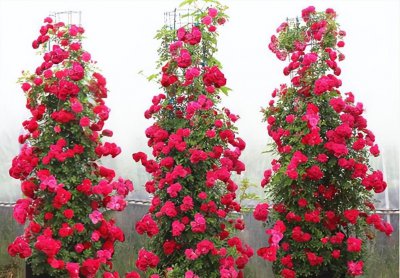 院子里种木香花风水好吗 木香花的象征意义和寓意