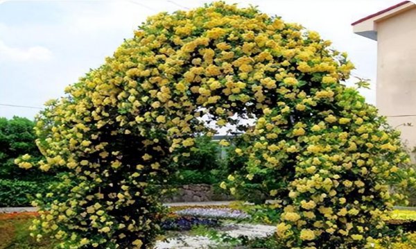 院子里种木香花风水好吗