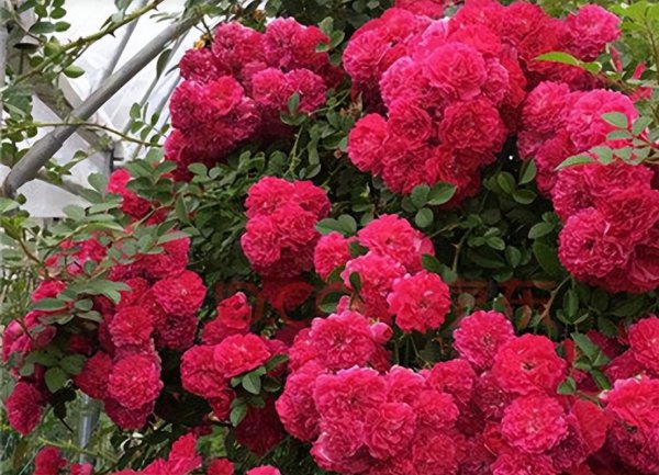 院子里种木香花风水好吗