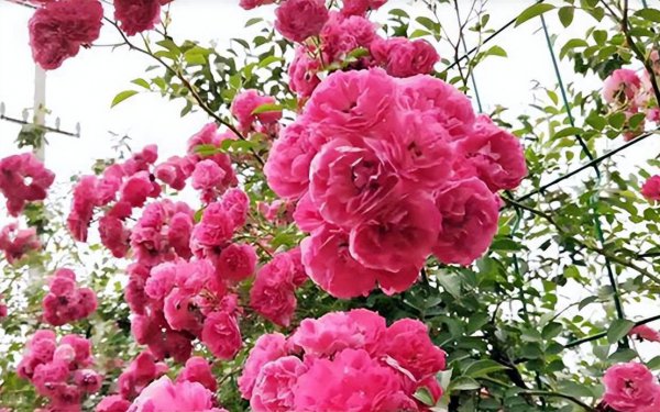 院子里种木香花风水好吗