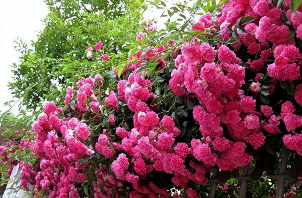 院子里种木香花风水好吗
