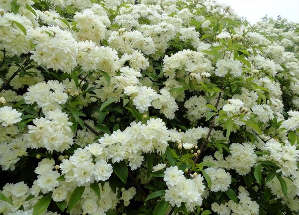 院子里种木香花风水好吗