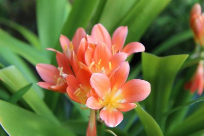 君子兰几年可以开花结果 让君子兰开花的妙招
