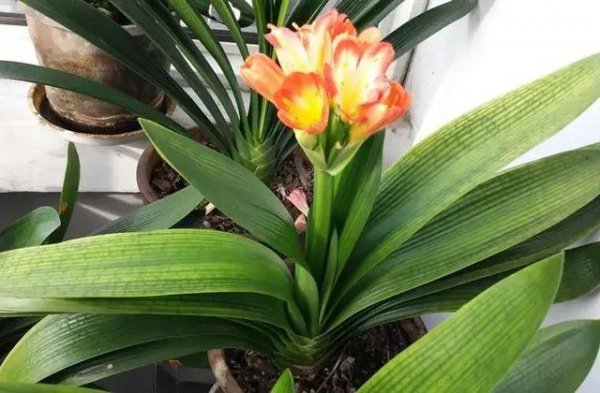 君子兰几年可以开花结果