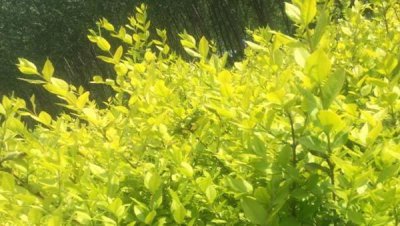 金叶女贞的养殖方法和注意事项 最耐阴的室内植物大型