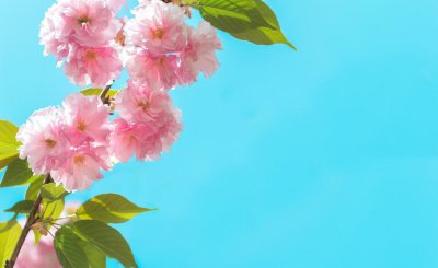 八重樱和日本晚樱的区别 介绍?；ɑㄉ捌分?/></i><h2>八重樱和日本晚樱的区别 介绍?；ɑㄉ捌分?/h2><p>本文为你介绍八重樱和日本晚樱的区别和介绍樱花花色及品种的绿植花卉介绍，接下来小编为您详细解答日本晚樱也叫作：八重樱，原产日本，中国引进栽</p></a></li>
          </ul>
        </div>
      </div>
    </div>
    <div   id=