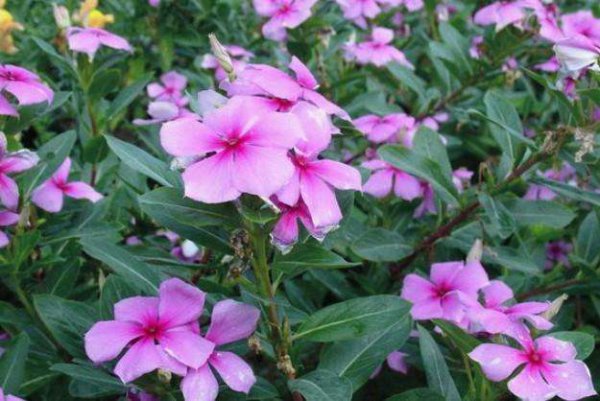 长春花什么时候开花