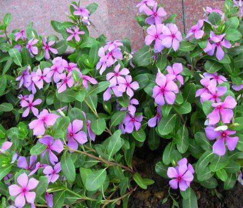 长春花什么时候开花