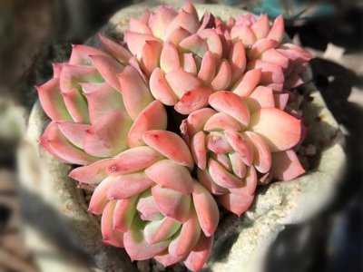 多肉水莲怎么养殖 最值得入手的多肉品种