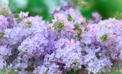丁香花几月份开花怎么样 了解丁香花的寓意和象征